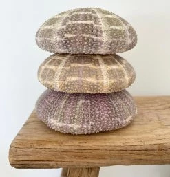 Rustic White & Wood Coastal Decor Large Sea Urchin - Alfonso 7 Rustic White & Wood Coastal Decor Large Sea Urchin - Alfonso