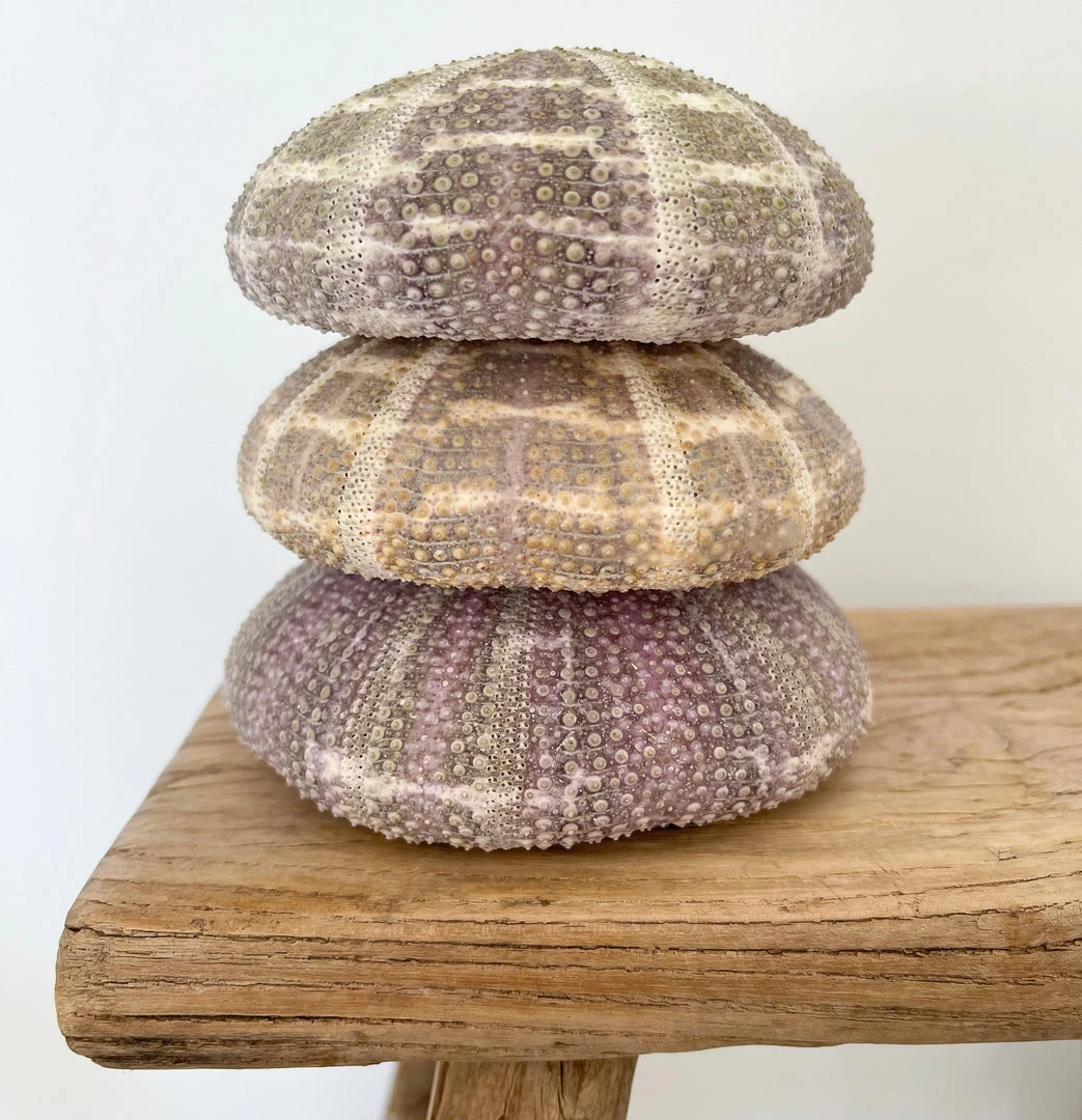 Rustic White & Wood Coastal Decor Large Sea Urchin - Alfonso 5 Rustic White & Wood Coastal Decor Large Sea Urchin - Alfonso