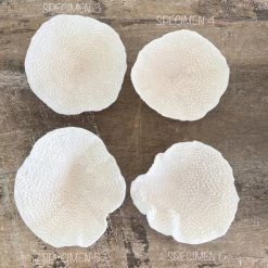 Rustic White & Wood Mini Cup Coral