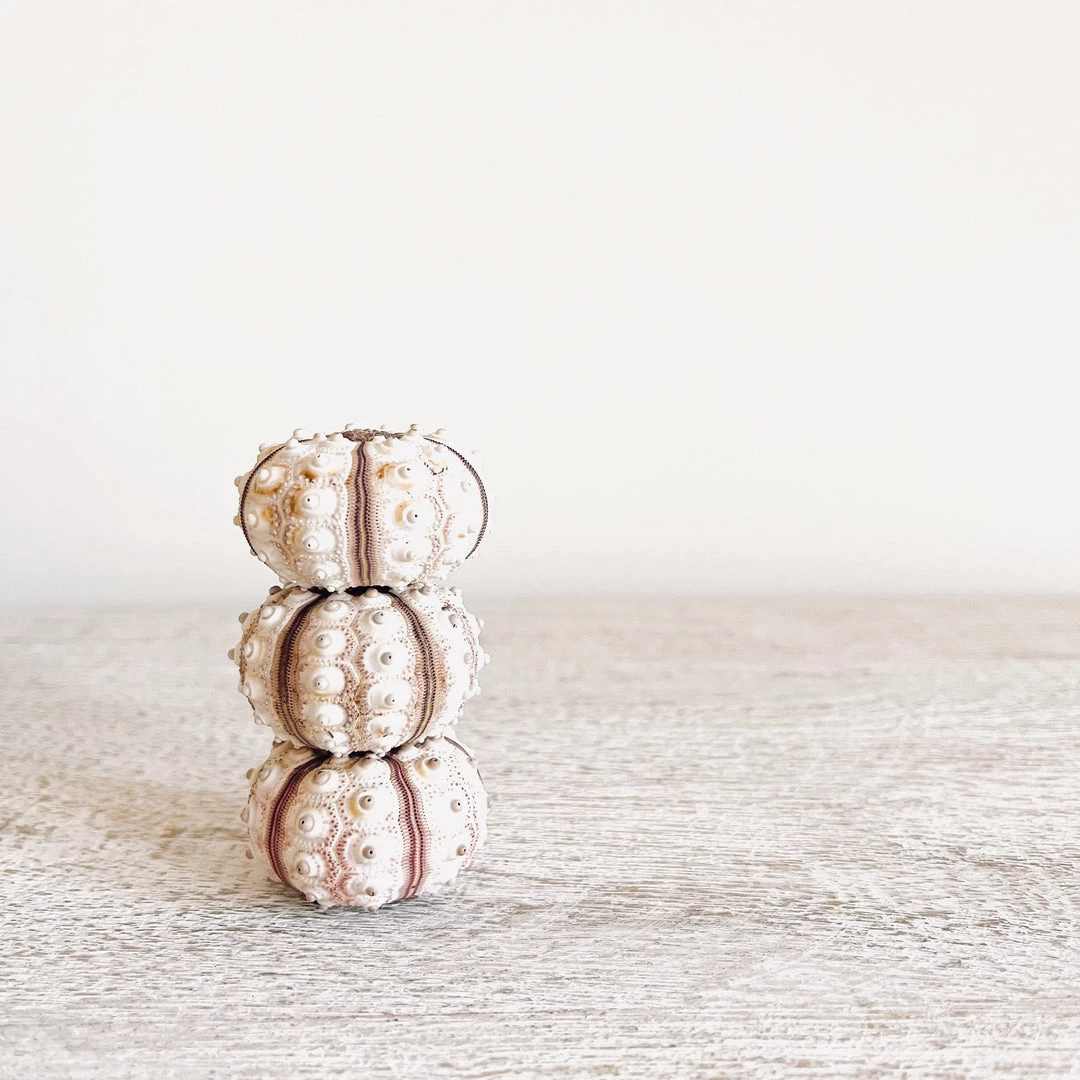 Rustic White & Wood Coastal Decor Sea Urchin - Imperial 6 Rustic White & Wood Coastal Decor Sea Urchin - Imperial