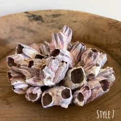Rustic White & Wood Authentic Barnacle Clusters Coastal Decor