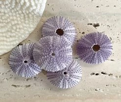 Rustic White & Wood Coastal Decor Sea Urchin - Purple