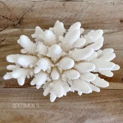 Rustic White & Wood Authentic Coral Pieces - Finger Coral Coastal Decor