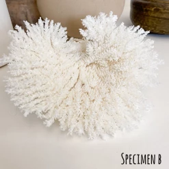 Rustic White & Wood Coastal Decor Plate Coral