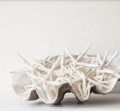 Rustic White & Wood Columbus Clam - Vintage - Polyresin Coastal Decor