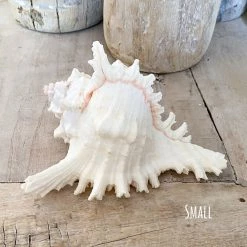Rustic White & Wood Murex Ramosa Shell 12 Rustic White & Wood Murex Ramosa Shell