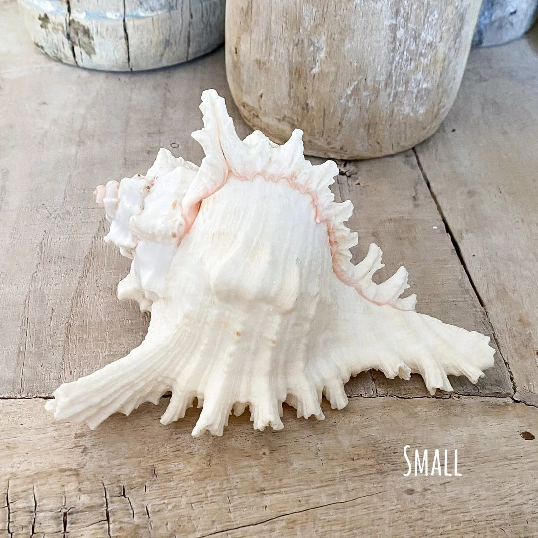 Rustic White & Wood Murex Ramosa Shell 6 Rustic White & Wood Murex Ramosa Shell