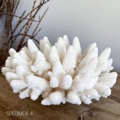 Rustic White & Wood Authentic Coral Pieces - Finger Coral Coastal Decor