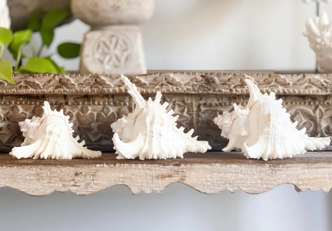 Rustic White & Wood Murex Ramosa Shell 5 Rustic White & Wood Murex Ramosa Shell