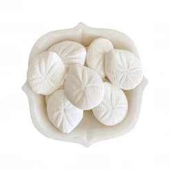 Rustic White & Wood Sand Dollar - White