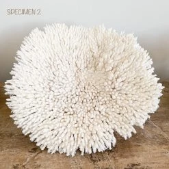 Rustic White & Wood Authentic Coral - Plate Coral - Oversized Coastal Decor