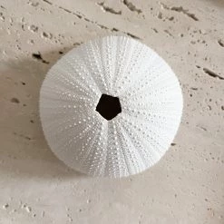 Rustic White & Wood Coastal Decor White Polyresin Sea Urchin Coral