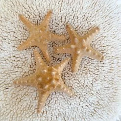Rustic White & Wood Thorny Starfish - XLGE Coastal Decor