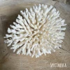 Rustic White & Wood Round Plate Coral