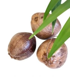 Rustic White & Wood Natural Dried Coconut Coastal Decor