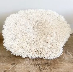 Rustic White & Wood Authentic Coral - Plate Coral - Oversized Coastal Decor