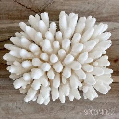 Rustic White & Wood Authentic Coral Pieces - Finger Coral Coastal Decor