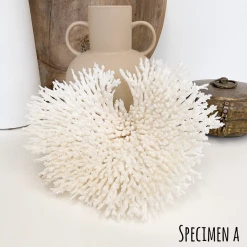 Rustic White & Wood Coastal Decor Plate Coral