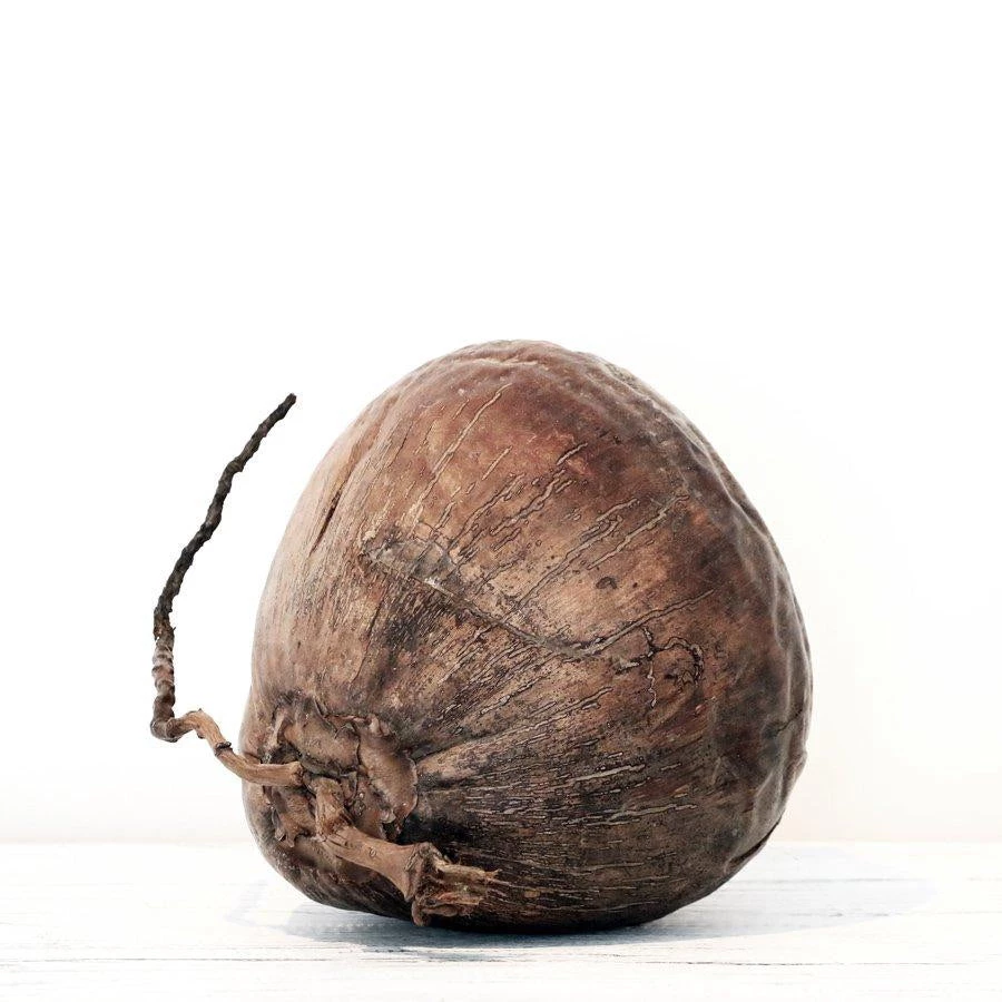 Rustic White & Wood Natural Dried Coconut Coastal Decor 3 Rustic White & Wood Natural Dried Coconut Coastal Decor