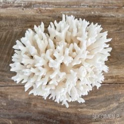 Rustic White & Wood Authentic Coral Pieces - Birdsnest Coral Coastal Decor 11 Rustic White & Wood Authentic Coral Pieces - Birdsnest Coral Coastal Decor