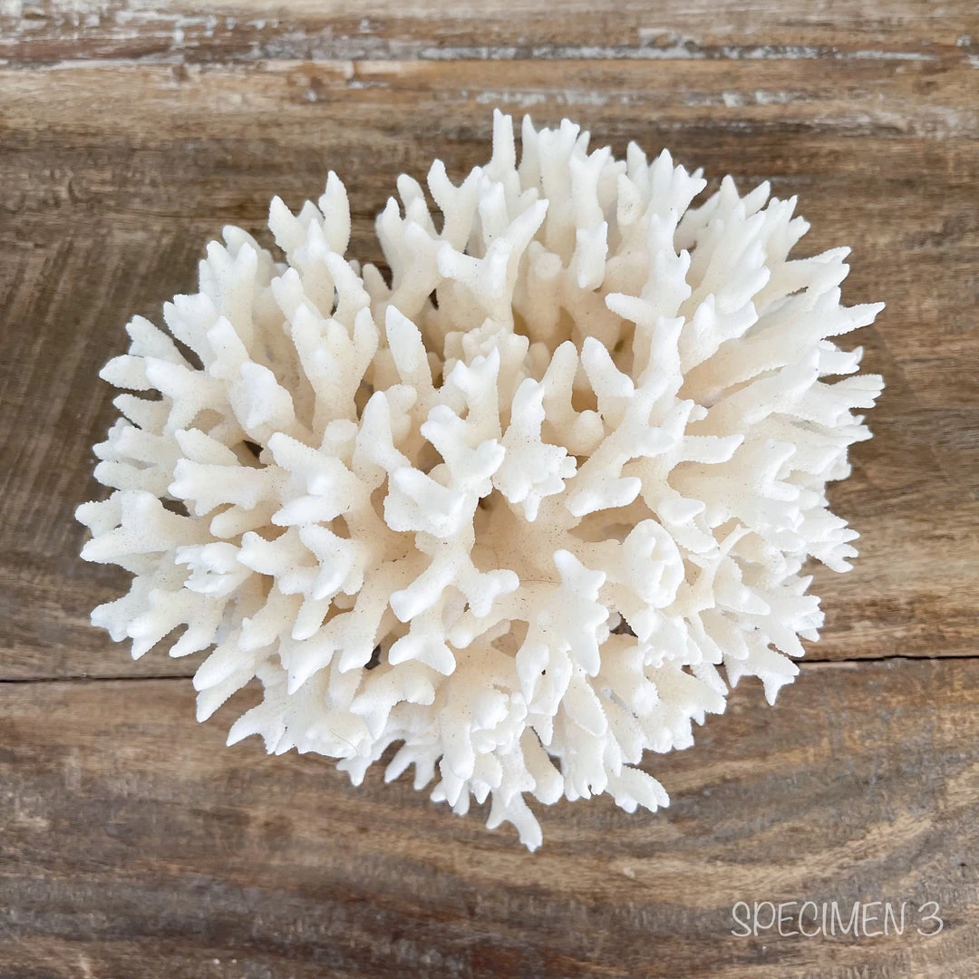 Rustic White & Wood Authentic Coral Pieces - Birdsnest Coral Coastal Decor 7 Rustic White & Wood Authentic Coral Pieces - Birdsnest Coral Coastal Decor