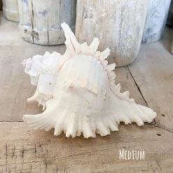 Rustic White & Wood Murex Ramosa Shell 13 Rustic White & Wood Murex Ramosa Shell