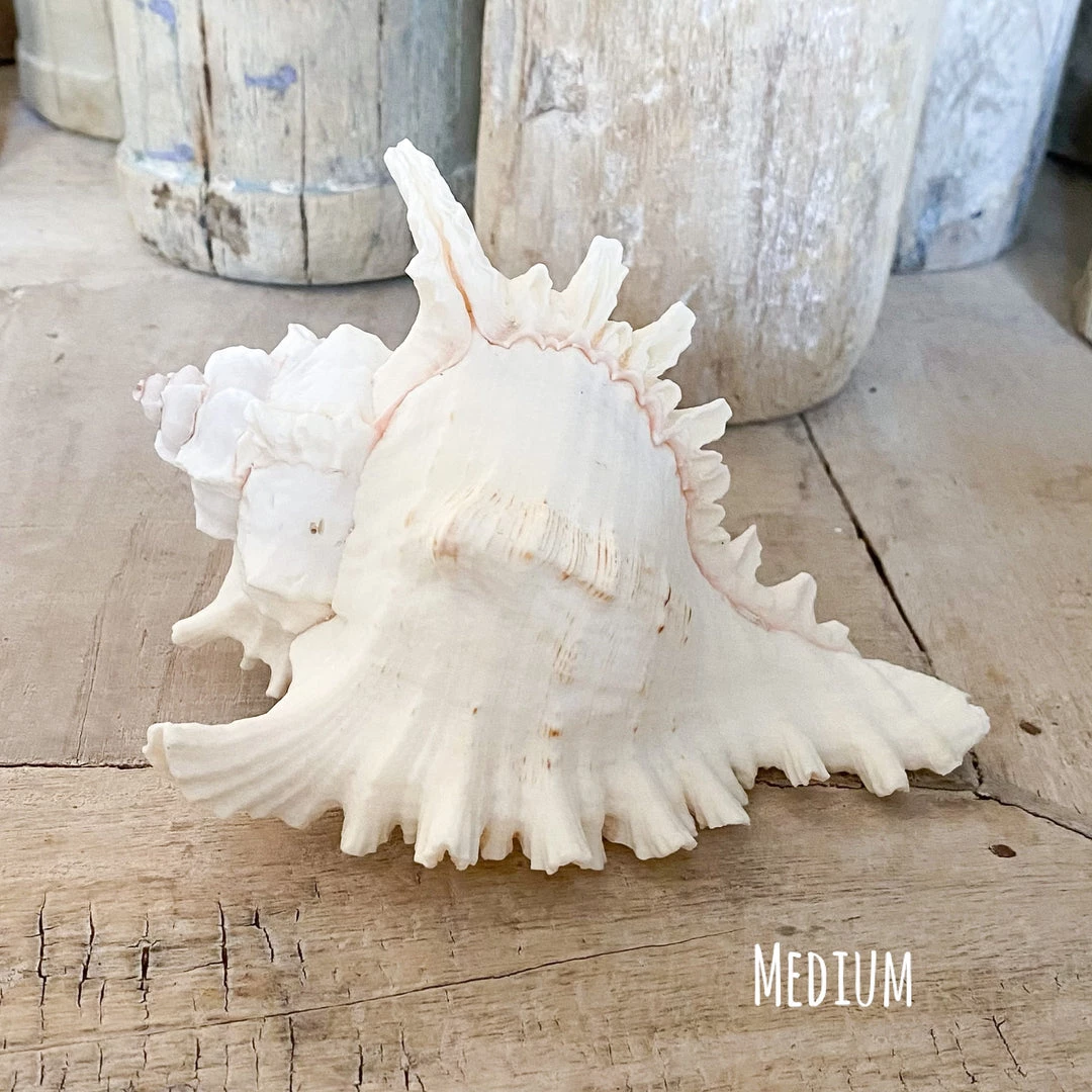 Rustic White & Wood Murex Ramosa Shell 7 Rustic White & Wood Murex Ramosa Shell