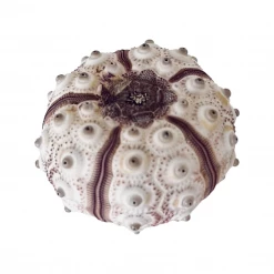 Rustic White & Wood Coastal Decor Sea Urchin - Imperial 9 Rustic White & Wood Coastal Decor Sea Urchin - Imperial