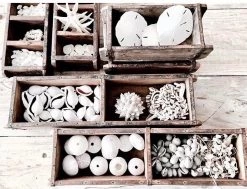 Rustic White & Wood White Thorny Starfish Coastal Decor