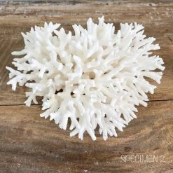 Rustic White & Wood Authentic Coral Pieces - Birdsnest Coral Coastal Decor 10 Rustic White & Wood Authentic Coral Pieces - Birdsnest Coral Coastal Decor