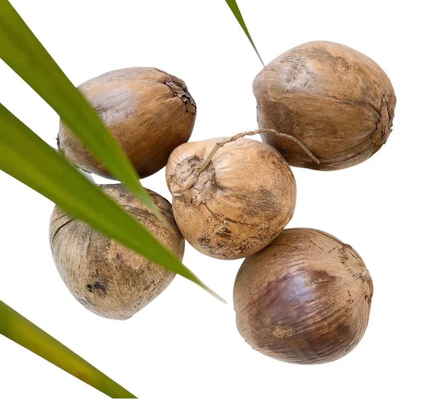 Rustic White & Wood Natural Dried Coconut Coastal Decor 5 Rustic White & Wood Natural Dried Coconut Coastal Decor