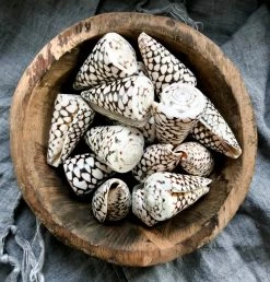 Rustic White & Wood Cone Shells