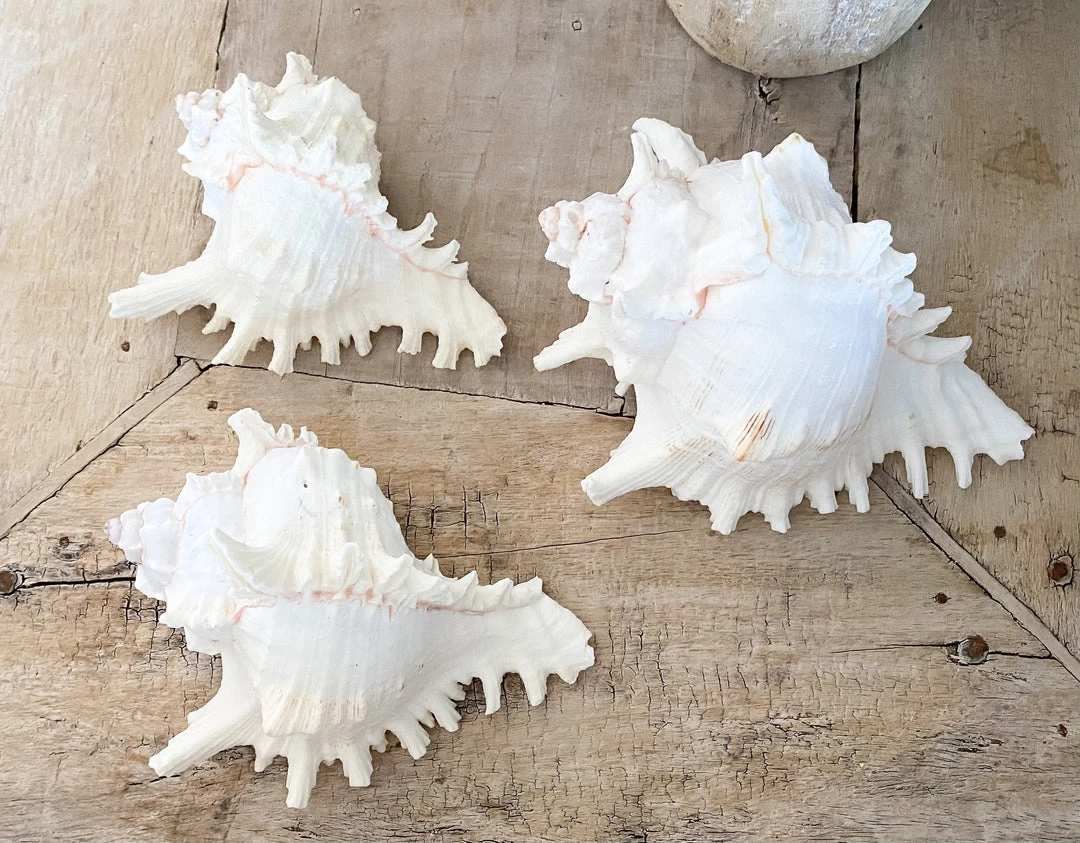 Rustic White & Wood Murex Ramosa Shell 9 Rustic White & Wood Murex Ramosa Shell