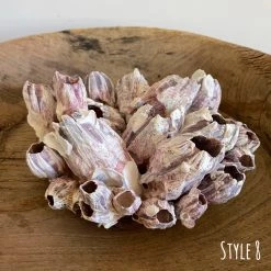 Rustic White & Wood Authentic Barnacle Clusters Coastal Decor