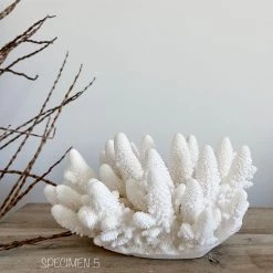 Rustic White & Wood Authentic Coral Pieces - Finger Coral Coastal Decor