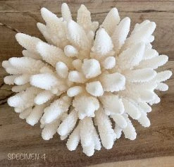 Rustic White & Wood Authentic Coral Pieces - Finger Coral Coastal Decor