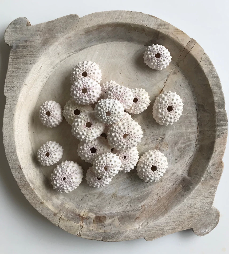 Rustic White & Wood Coastal Decor Sea Urchin - White Knobby 4 Rustic White & Wood Coastal Decor Sea Urchin - White Knobby