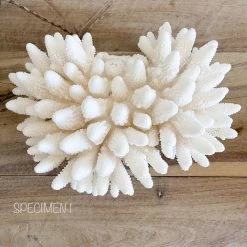 Rustic White & Wood Authentic Coral Pieces - Finger Coral Coastal Decor