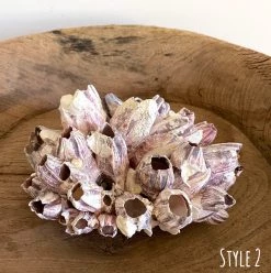 Rustic White & Wood Authentic Barnacle Clusters Coastal Decor