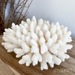 Rustic White & Wood Authentic Coral Pieces - Finger Coral Coastal Decor