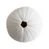 Rustic White & Wood Coastal Decor White Polyresin Sea Urchin Coral