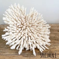 Rustic White & Wood Coastal Decor Plate Coral