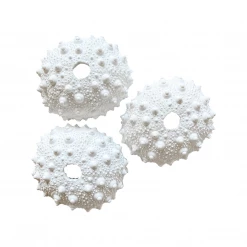 Rustic White & Wood White Polyresin Spiky Sea Urchin Coral