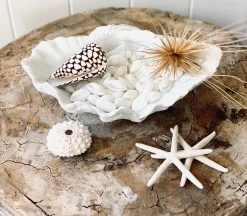Rustic White & Wood Coastal Decor Columbus Clam - White - Polyresin